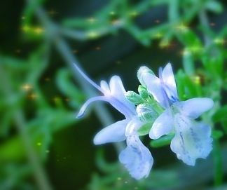 迷迭香---开在夏季的花，独自舒展着属于自己的浪漫蓝色。迷蒙的香气有着不可抵御的吸引力，勾起了无数前世的回忆。