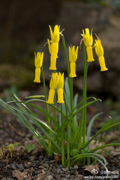 仙客来水仙Narcissus cyclamineus