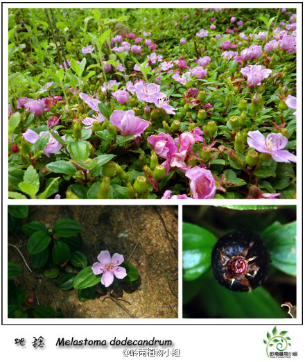 地稔（Melastoma dodecandrum） 野牡丹科野牡丹属 多年生铺地小灌木。每到夏季，地稔娇艳美丽的花朵便在山中怒放，似锦缎般铺满山坡。成熟的果实紫黑色，是种美味的野果，可酿酒。是集观赏、药用、经济价值于一身的优秀植物。花期5-7月。(摄影: @拈花花花手 @BigKing_大金 @文俊--)