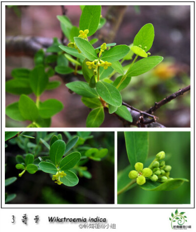 了哥王（Wikstroemia indica）瑞香科荛花属 路边、灌木丛，甚至村边都可见到它们的身影，黄绿色的小花不注意的话就很容易错过。不过可别小看这家伙，虽有药用功效，但其根茎叶和果实均有毒，具有强烈的下泻作用，可…