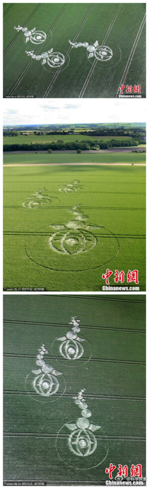 英国威尔特郡出现奇特麦田怪圈，长约80米。看着像在麦田里游动的蝌蚪有木有