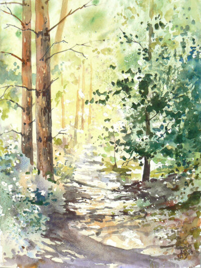 Forest and sun