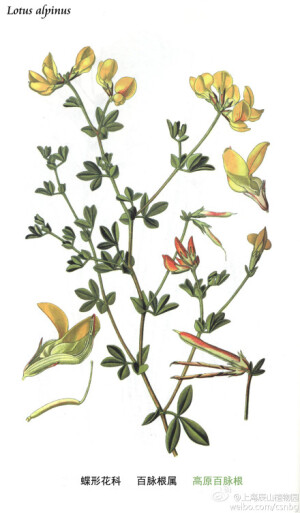 高原百脉根，蝶形花科，百脉根属，多年生草本。花期6-8月。产青海、西藏，生于高原草地，海拔3000-3500米，欧洲中部也有分布。