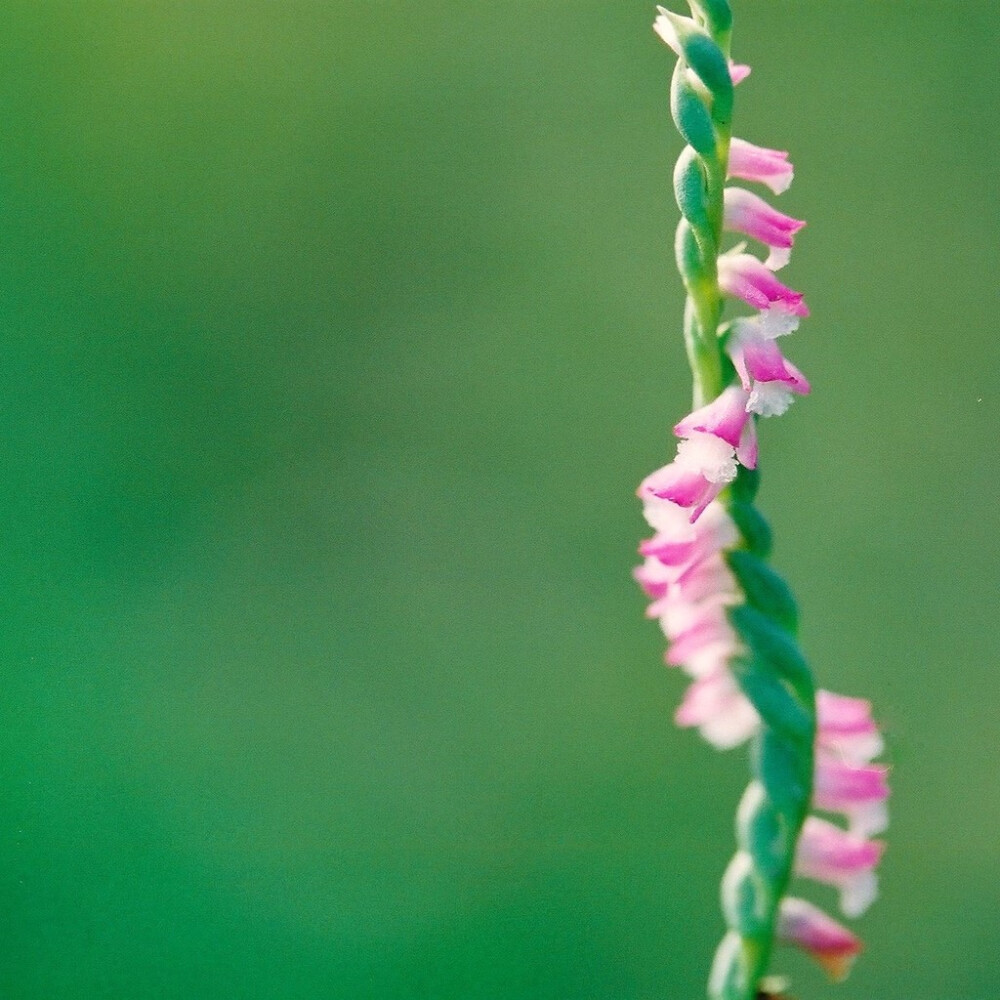 绶草（拼音shòu cǎo）（学名：Spiranthes sinensis），又名盘龙参、鹝、虉绶、龙抱柱、红龙盘柱、双瑚草、猪鞭草、一线香、猪辽参、猪潦子、胜杖草、盘龙箭、反皮索等，绶草的花序如绶带一般，故得名，而其花序又如红龙或青龙般盘绕在花茎上，肉质根似人参，故绶草也常被称为盘龙参。