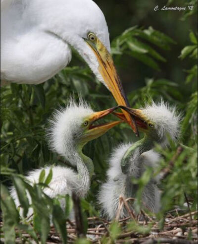 {大白鹭，学名：Egretta alba ，英文名：Great Egret，网络图片 }