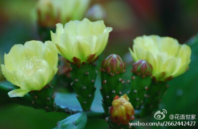 仙人掌（霸王树、玉芙蓉）#花语#:坚强!传说以前仙人掌是世界上最柔弱的东西,她娇嫩如水,稍一触碰便失去了生命.上帝不忍,在她的心上加上了一套盔甲,坚硬如铁,上面还带有伤人的钢刺.凡是接近她的生物都会鲜血淋漓.后来…