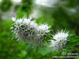 薄荷花语：愿与你再次相逢、再爱我一次，也有象征“美德”的含义！传说：冥王哈迪斯爱上了美丽的精灵曼茜，冥王的妻子十分嫉妒，将她变成了路边不起眼的小草。可是善良的曼茜变成小草后，身上却有了这清凉的芬芳，越是被踩踏越浓烈。于是，有更多的人爱上了她——薄荷。