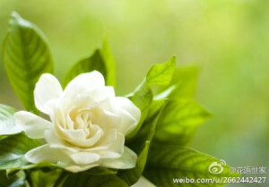 栀子花花语：永恒的爱与约定，一生守侯和喜悦,就如生机盎然的夏天充满了未知的希望和喜悦!