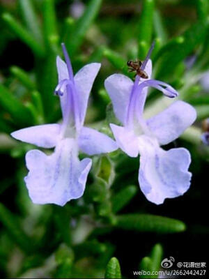 迷迭香花语：留住回忆（在回忆里挥去忧伤 你让我重生）！传说迷迭香的花本来是白色的，在圣母玛莉亚带着圣婴耶稣逃往埃及的途中，圣母曾将她的罩袍挂在迷迭香树上，从此以后，迷迭香的花就转为蓝色了。而且它有了芳香高贵的气息，且具有神的力量，被遍植于教堂四周。