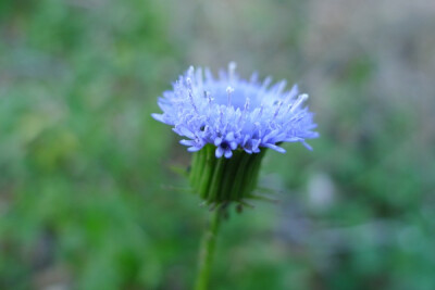 【菊科】藍花野茼蒿,菊科野茼蒿屬.植物原产非洲,入侵品種. 好吧,網上介紹少得可憐.