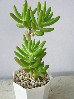 八千代（Sedum corynephyllum）