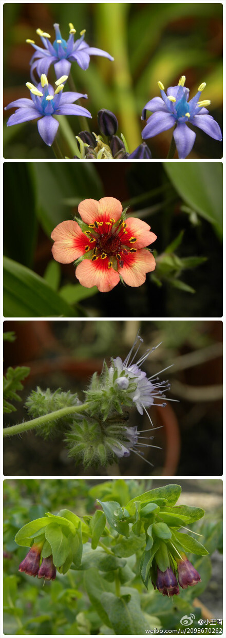 Scilla peruviana 地中海蓝钟花、Potentilla nepalensis 尼泊尔委陵菜、钟穗花属 蓝翅草、Cerinthe major蜡花