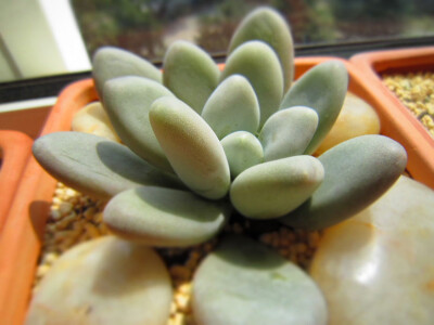 星美人（Pachyphytum ouiferum）别名厚叶草。属景天科，厚叶草属。多年生多浆肉质草本植物。原产墨西哥中部的圣路易斯波托西州。我国有引种栽培。为常见的盆栽观赏植物。 原产墨西哥。现世界各地广泛载培。