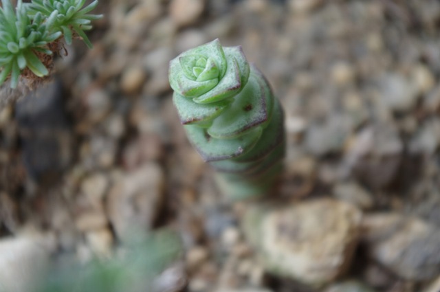 植株呈亚灌木状，高约60厘米，具小分枝，茎肉质，以后稍木质化。肉质叶灰绿至浅绿色，叶缘稍具红色，交互对生，卵圆状三角形，无叶柄，基部连在一起，幼叶上下叠生，成叶上下有少许间隔。叶长1.5～2.5厘米，宽0.9～1.3厘米，花白色，4～5月开放。