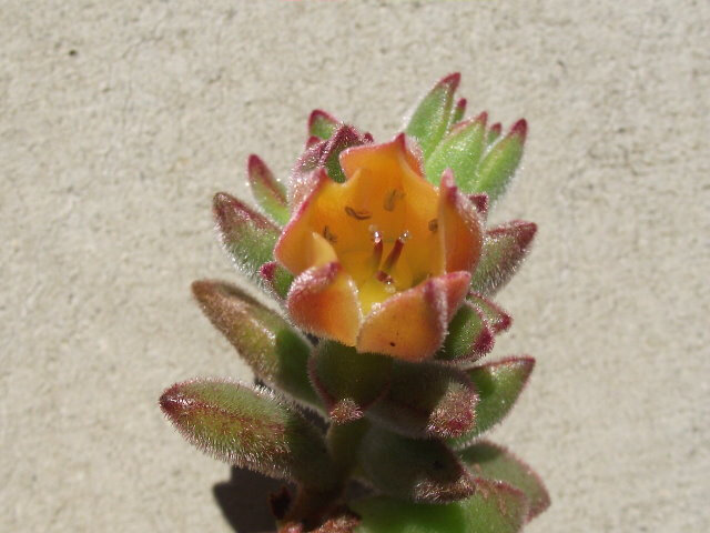 景天科,红晃星Echeveria pulvinata