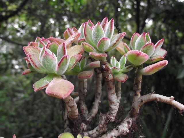 景天科,红晃星Echeveria pulvinata