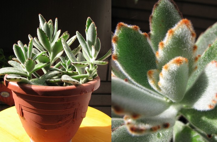 Kalanchoe tomentosa 【月兔耳】景天科伽兰菜属，是非常受欢迎的品种。细长的椭圆形叶子被白白的胎毛覆盖，确实让人联想到兔子的耳朵。摸起来可是很有触感哟~生长缓慢，不过很容易培育。要注意的是，浇水过多或过少都会造成叶片脱落。阳光充足的话，叶片会长得更加肥厚！春秋生长季节，土完全干燥后浇水。夏季不要暴晒，放在通风明亮的地方种植。冬天放在向阳的室内，可以保持生长。