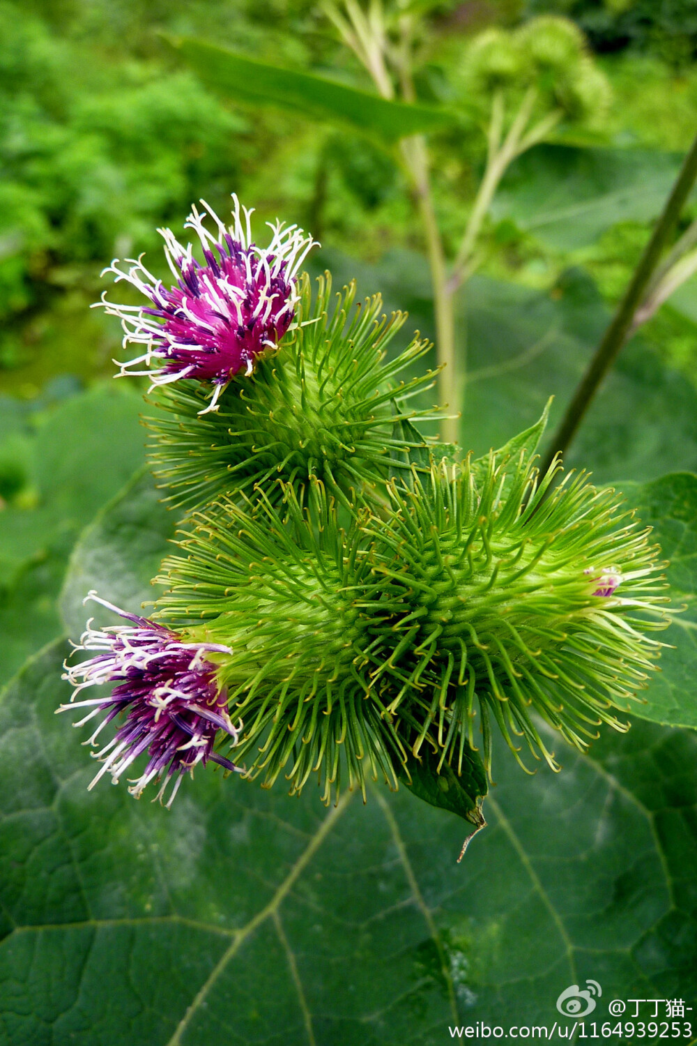 菊科牛蒡属 Arctium L. 牛蒡 Arctium lappa L.