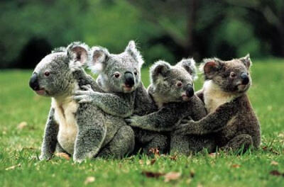 koalas