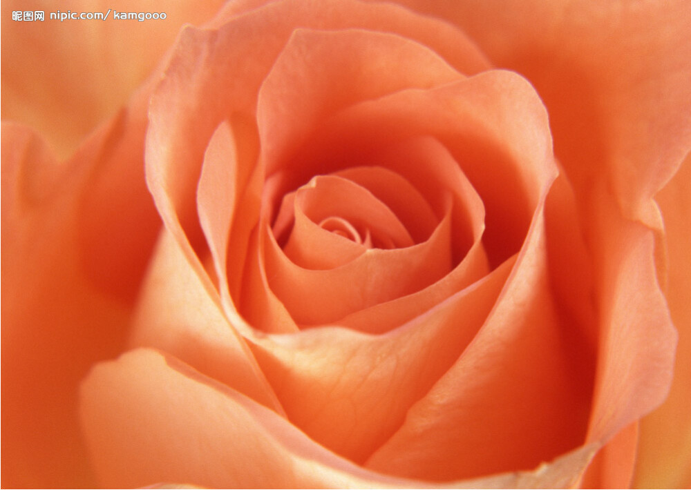 橙玫瑰：富有青春气息、初恋的心情