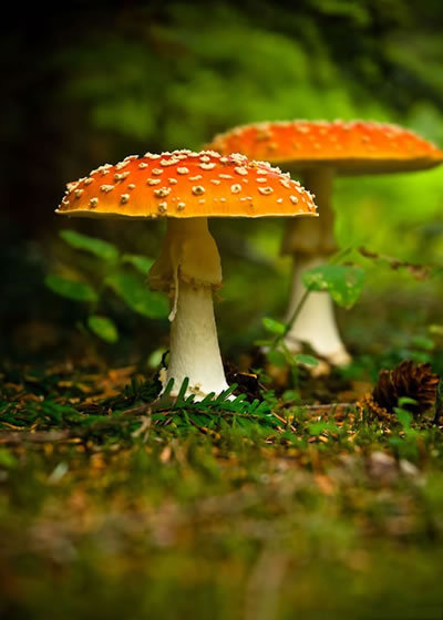 雨后的精灵……总是想起小时候，秋天的时候，下过一场雨后就会去山上采蘑菇……