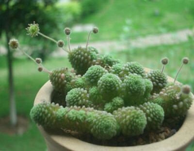 Monanthes polyphylla 多叶摩南/瑞典摩南. 慘了,迷上摩南了..............