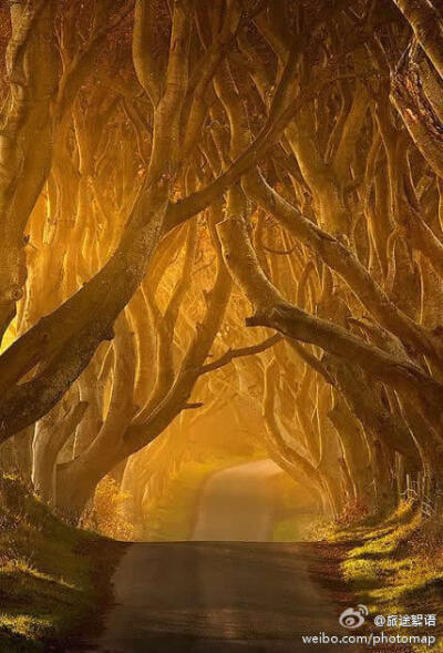 北爱尔兰的一条路，名为“The Dark Hedges.