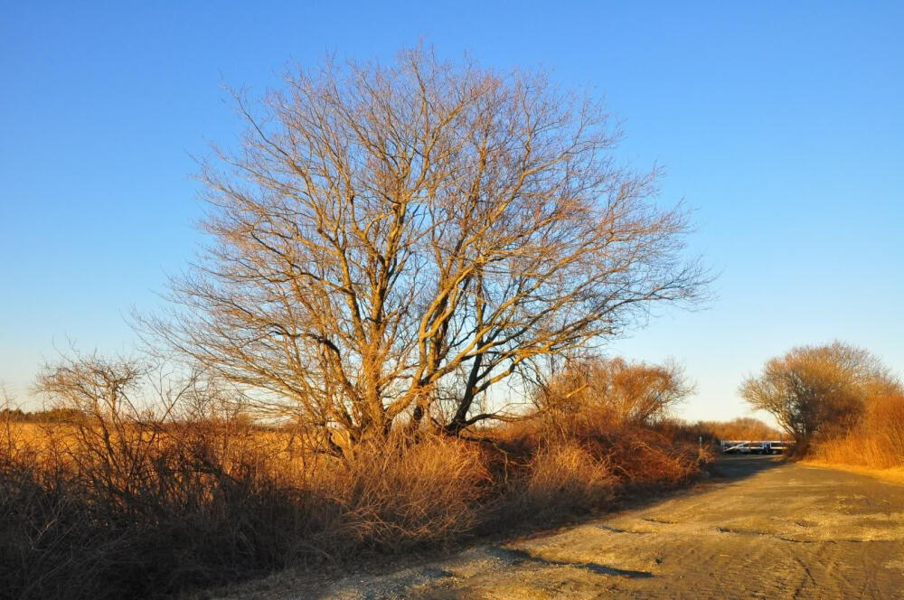 ?春天的海 &#8212; Parker River National Wildlife Refuge (图)?虽然还在二月，但已可以感到阳光的温暖，春天正在悄悄地走来。驾车来到麻省东部的Parker River National Wildlife Refuge ，冬末夕阳下的大西洋海岸，湛蓝的海水，金色的沙丘，枯黄的海草，寂寞的海滩，别有一番情景。通向沙滩的小道。空旷的海滩。冬天里踏海的人。沙丘上的栈道。夕阳照耀下的海滩。海鸟。冬日里去看海的人们。保护地里水滩。枯黄的草丛。恒古夕阳下的瞬间。夕阳下待春的大树，又一天过去了。??