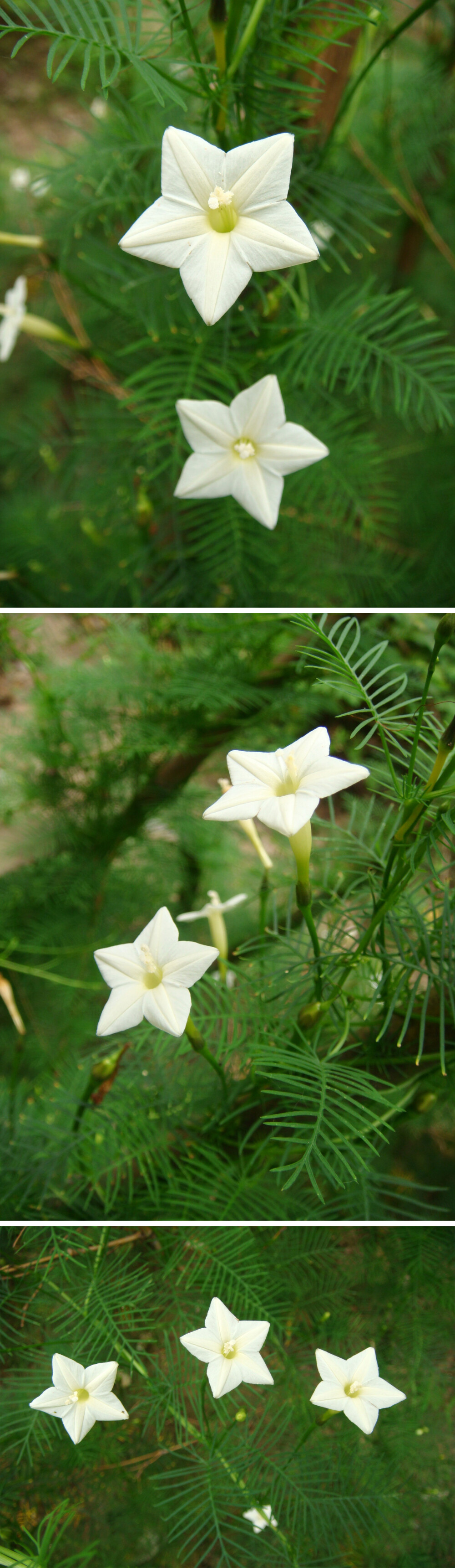 高脚碟状花冠的植物图片