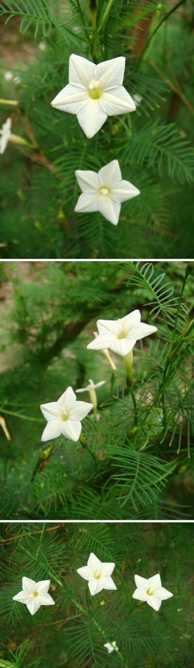 白花羽叶茑萝，旋花科茑萝属。藤本草本植物，叶羽状裂，花高脚碟状，顶部5裂，常见的羽叶茑萝是红色的，白色的还是第一次见。小时候没有有线电视还用电线杆的时候，在电线杆下面种上羽叶茑萝，生长旺盛的藤本大面积…