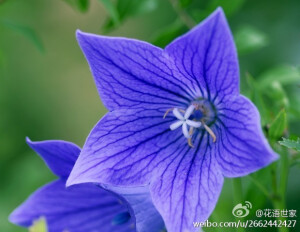 桔梗花语:真诚不变的爱!传说从前有个叫孤女叫桔梗,有一天那个天天来找桔梗的少年要与她私定终生.几年后,两人都长大了,但是小伙子为了捕鱼要去很远地方,让桔梗等他回来.但过了很久他都没有回来,然而等到老、等到死,他也没有回来.最后桔梗死了,变成了花,后来人们就把那种花叫桔梗花了,代表真诚不变的爱.