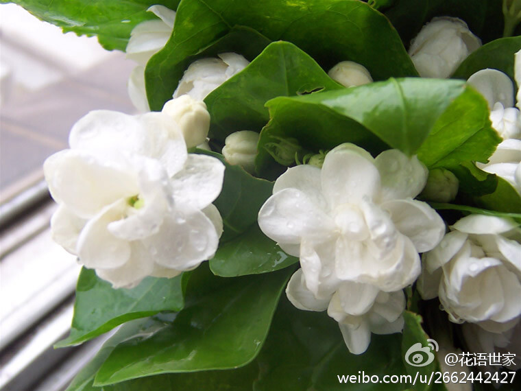 #茉莉花花语#：纯洁真挚的爱！【茉莉】表示忠贞与尊重。青年人将它作为献给女友的礼物，向对方表示忠贞的爱情。当有贵宾来访，好客的主人则将茉莉结成花环，挂在客人颈项上，表示尊重与友好！