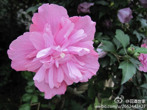 #木槿花的花语#是：温柔的坚持！木槿花朝开幕落，但每一次凋谢都是为了下一次更绚烂地开放。就像太阳不断地落下又升起，就像春去秋来四季轮转，却是生生不息。更像是爱一个人，也会有低潮，也会有纷扰，起起伏总是难免，但没有什么会令他们动摇自己当初的选择，爱的信仰永恒不变。