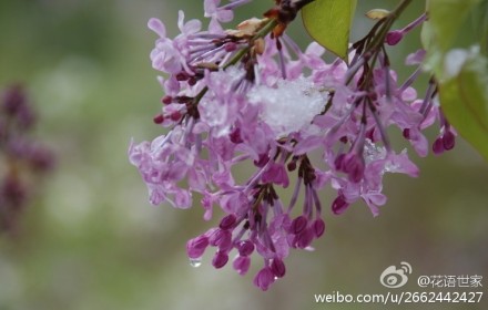 丁香花花语:纯真无邪、初恋、谦逊、忧愁思念、哀婉、光辉！寓意着爱情和暗结同心的希望