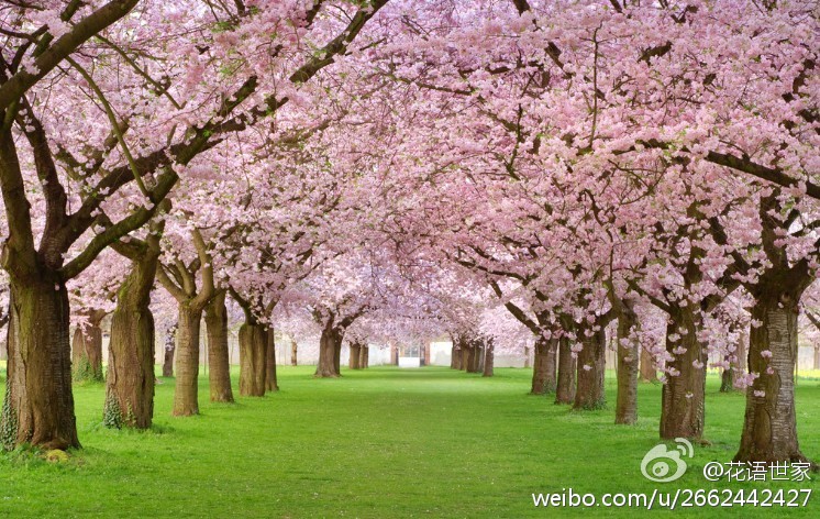 樱花花语：生命、幸福一生一世永不放弃，命运的法则就是循环！山樱：向你微笑、精神美！西洋樱花：善良的教育！冬樱花：东方的神秘！重瓣樱花：文静！樱花草：除你之外别无他爱!想了解更多花语，就关注我吧！ 山樱花：纯洁/高尚/淡薄