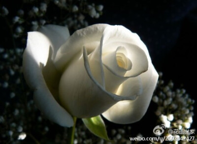 白玫瑰花语：纯洁、高贵、天真和纯纯的爱！
