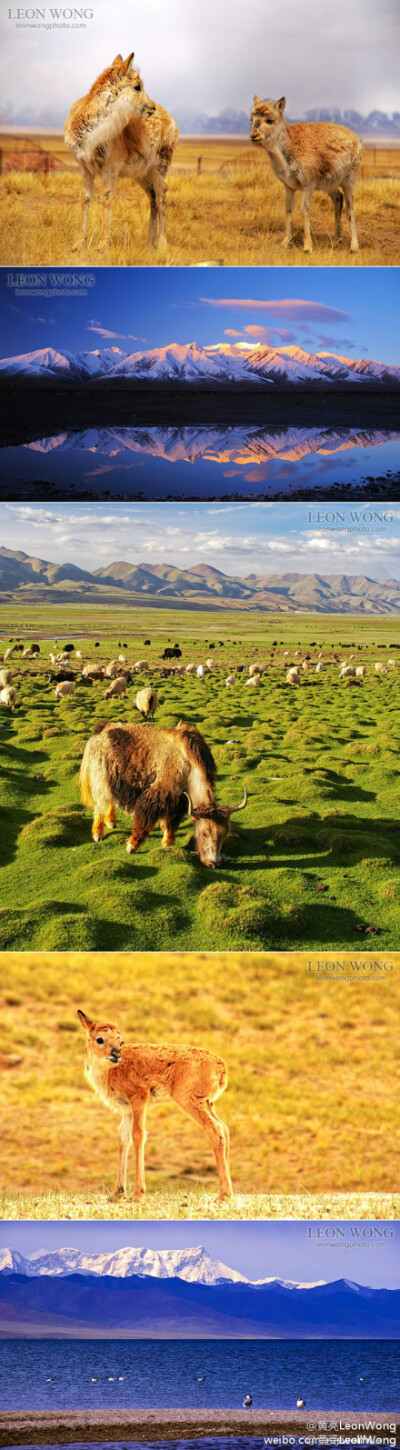 来自青藏高原的雪山、草原、藏羚羊、牦牛、棕头鸥