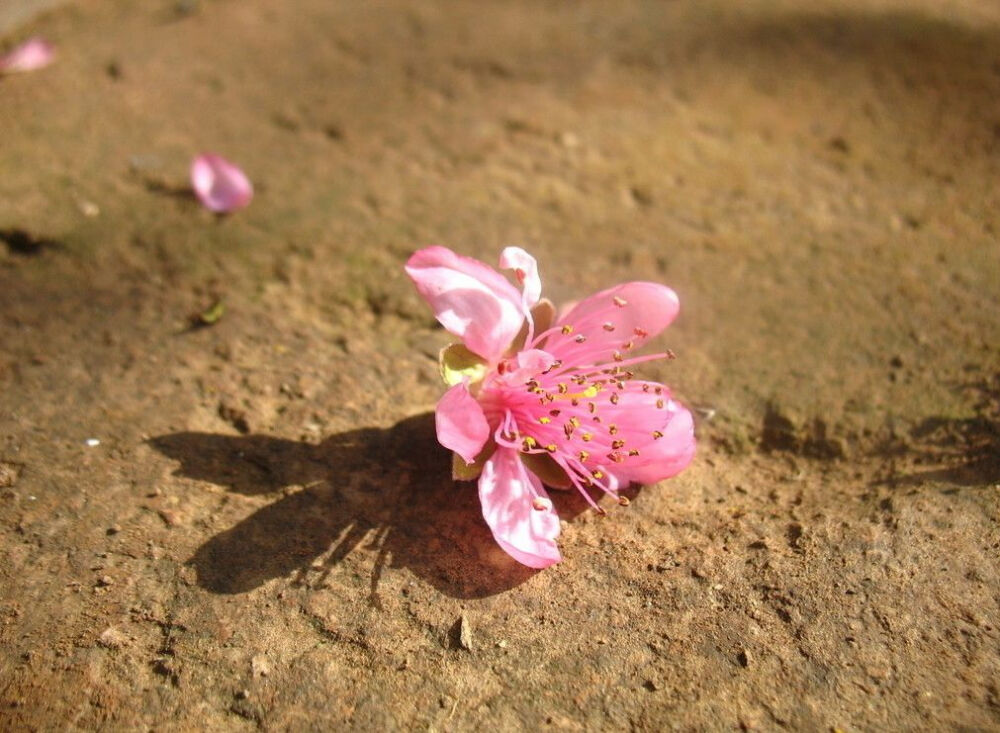 落 花