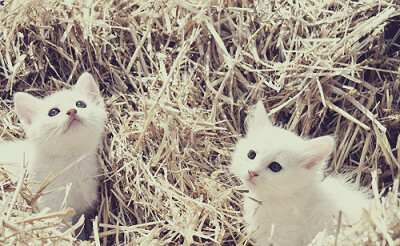 像猫一样的生活