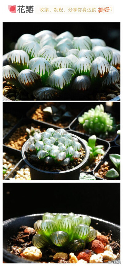 这是人气很旺的小型多肉植物品种之一玉露(Haworthia obtusa var.pilifera)百合科十二卷属植物中的“软叶系”品种。有没有腹黑想拿牙签戳它们的冲动！