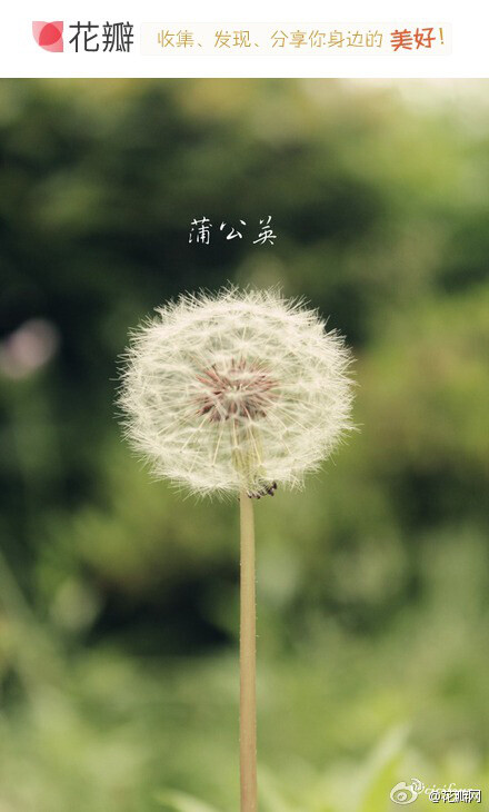 蒲公英，菊科多年生草本植物，花期：3～8月。种子上有白色冠毛结成的绒球，花开后随风飘到新的地方孕育新生命。蒲公英总是在空中飘舞着，偶尔停歇却又积极启程！传说谁能找到紫色的蒲公英谁就能得到完美的爱情！蒲公…