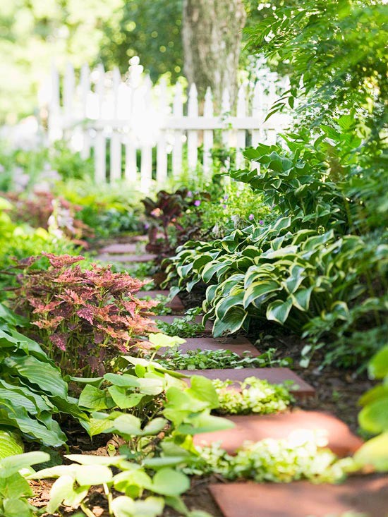 Shady path bordered with hostas and coleus.