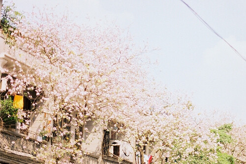 上林繁花春如锦