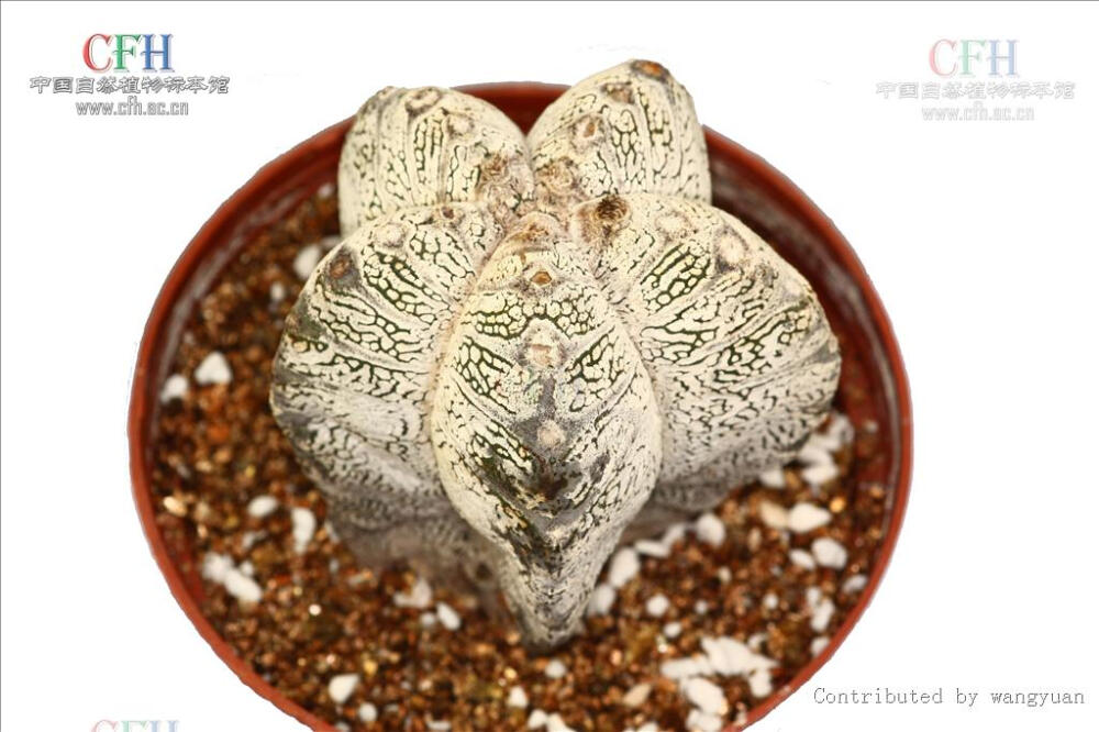 Astrophytum myriostigma 'Onzuka' 恩塚鸾凤玉