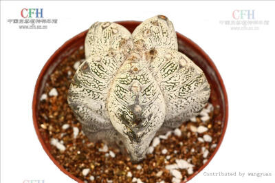 Astrophytum myriostigma 'Onzuka' 恩塚鸾凤玉