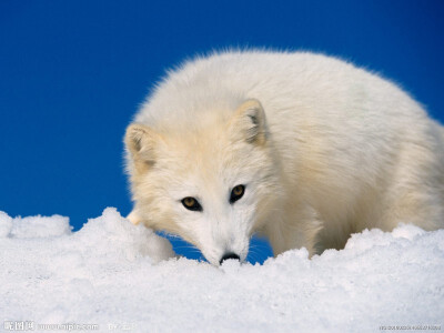 北极狐 Arctic Fox，额面狭，吻尖，耳圆，尾毛蓬松、尖端白色。 是北极草原上真正的主人，它们不仅世世代代居住在这里，而且除了人类之外，几乎没什么天敌。