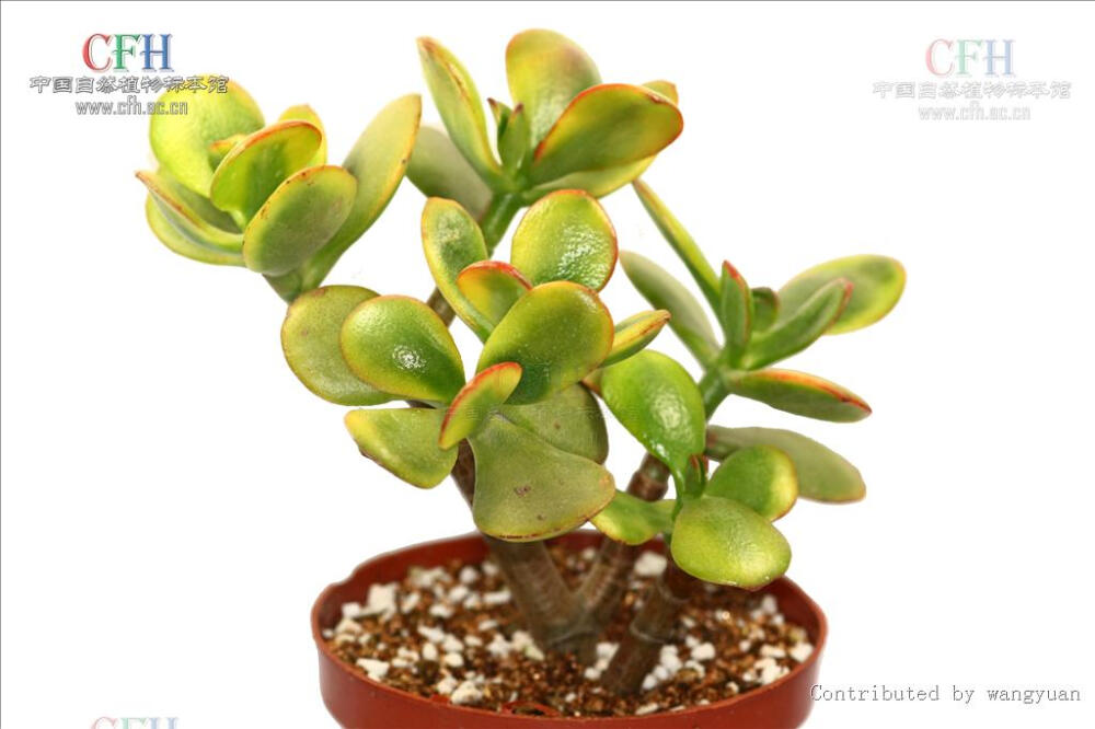 Crassula ovata 'Ohgonkagetsu' 黄金花月