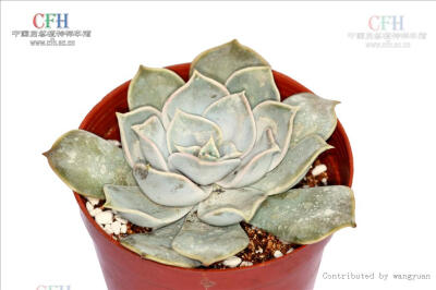 Echeveria lilacina 丽娜莲