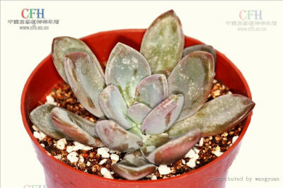 Graptopetalum paraguayense 胧月