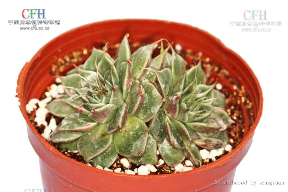 Graptoveria 'Silver Star' ‘银星’